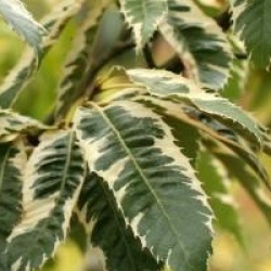 Castanea sativa 'Variegata'