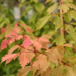 Acer cissifolium 