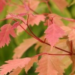 Acer cissifolium 