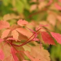 Acer cissifolium 