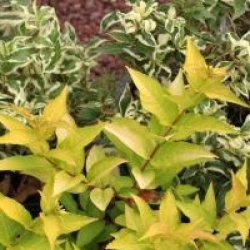  Diervilla rivularis Honeybee � 'Diwibru01'