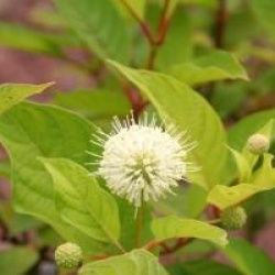 Cephalanthus occidentalis