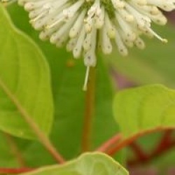 Cephalanthus occidentalis