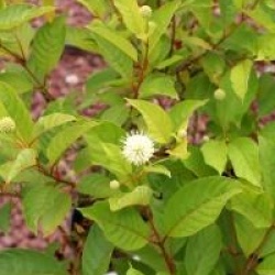 Cephalanthus occidentalis