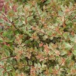 Abelia x grandiflora 'Confetti'