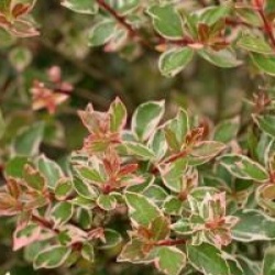 Abelia x grandiflora 'Confetti'