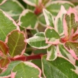 Abelia x grandiflora 'Confetti'