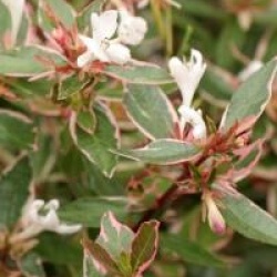 Abelia x grandiflora 'Confetti'