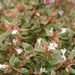 Abelia x grandiflora 'Confetti'
