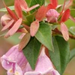 Abelia engleriana