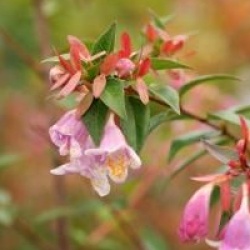 Abelia engleriana