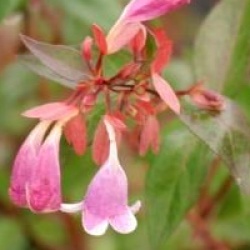 Abelia engleriana