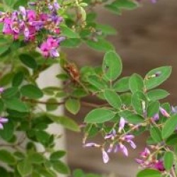Lespedeza bicolor 'Summer Beauty'