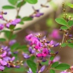 Lespedeza bicolor 'Summer Beauty'