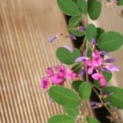 Lespedeza bicolor 'Summer Beauty'