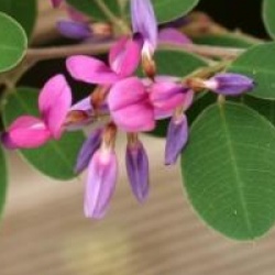 Lespedeza bicolor 'Summer Beauty'