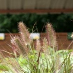 Pennisetum alopecuroides f. viridescens 