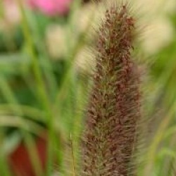 Pennisetum alopecuroides f. viridescens 