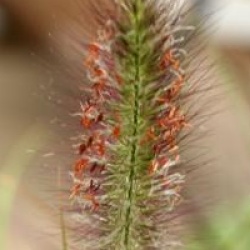 Pennisetum alopecuroides f. viridescens 