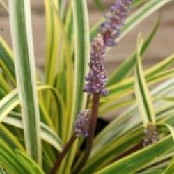 Liriope muscari 'Silvery Sunproof'