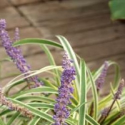 Liriope muscari 'Silvery Sunproof'