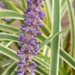 Liriope muscari 'Silvery Sunproof'