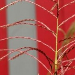 Miscanthus sinensis 'Grosse Font�ne'