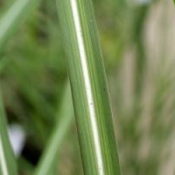 Miscanthus sinensis 'Grosse Font�ne'