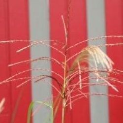 Miscanthus sinensis 'Grosse Font�ne'