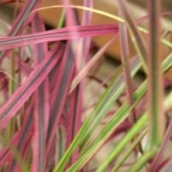 Pennisetum setaceum 'Fireworks'