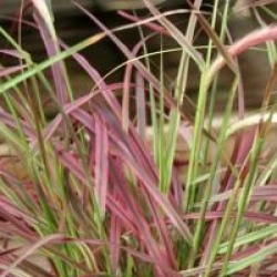 Pennisetum setaceum 'Fireworks'