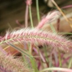 Pennisetum setaceum 'Fireworks'
