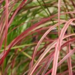 Pennisetum setaceum 'Fireworks'