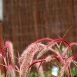 Pennisetum setaceum 'Fireworks'