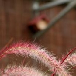 Pennisetum setaceum 'Fireworks'