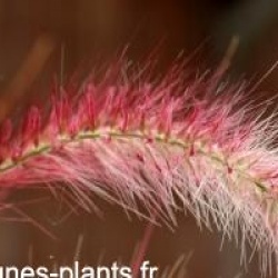 Pennisetum setaceum 'Fireworks'