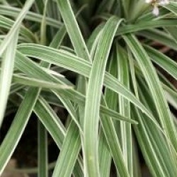 Liriope spicata 'Silver Dragon' - Liriope spicata 'Silver Dragon'