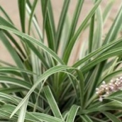Liriope spicata 'Silver Dragon'