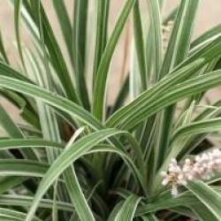 Liriope spicata 'Silver Dragon'
