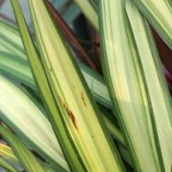 Phormium 'Golden Sword' - Lin de Nouvelle-Z�lande Golden Sword