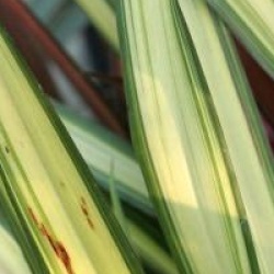 Phormium 'Golden Sword'