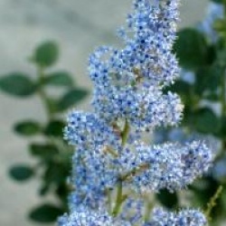Ceanothus arboreus 'Trewithen Blue'