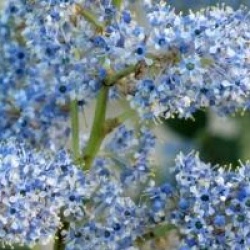 Ceanothus arboreus 'Trewithen Blue'
