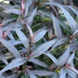 Strobilanthes anisophyllus 'Brunetthy'�
