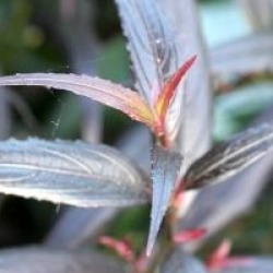 Strobilanthes anisophyllus 'Brunetthy'�