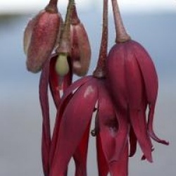 Podophylum  'Spotty Dotty'