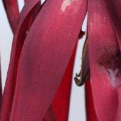 Podophylum  'Spotty Dotty'
