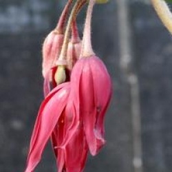 Podophylum  'Spotty Dotty'