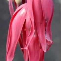 Podophylum  'Spotty Dotty'