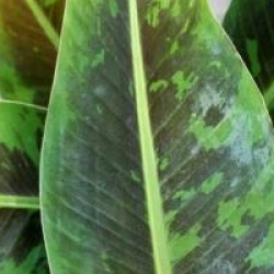 Musa sikkimensis 'Red Tiger'